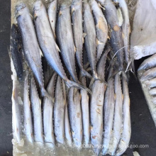 horse mackerel 12-14cm, landfrozen big eye horse mackerel, China mackerel fish